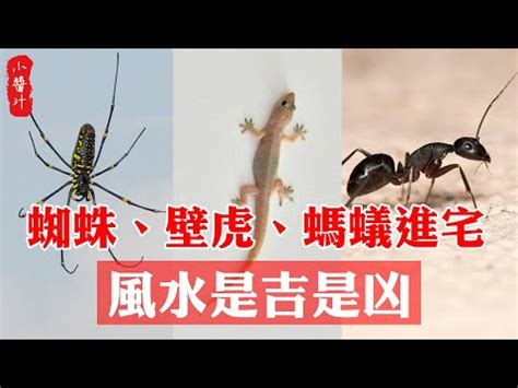 家裡有蜘蛛是好事嗎 八字桃花查詢